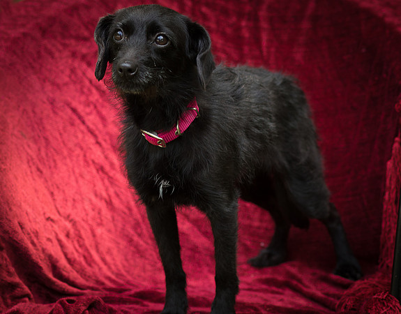 Foster Noche-0756