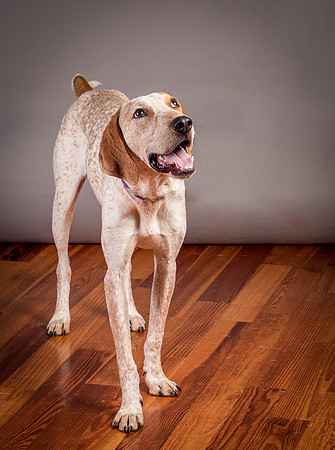 Foster Memphis-3111