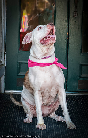Foster Snickers-9298