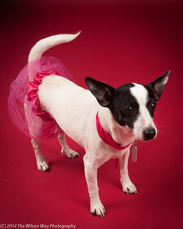 Sweet Pea-5902