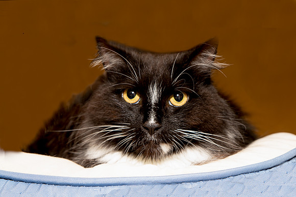 Foster Hershey-9532