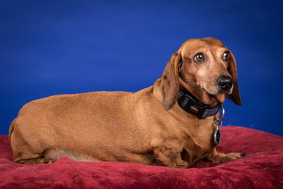 Abrams-Jimmy Dean-8208