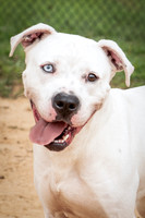 Buddy-1484