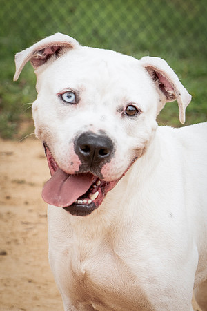 Buddy-1484