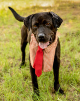 Darlington - Louie-8794