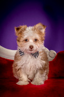 Foster Zen-4384
