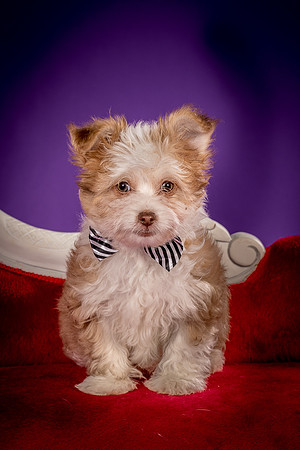 Foster Zen-4384