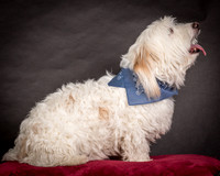 Foster Frosty-0549