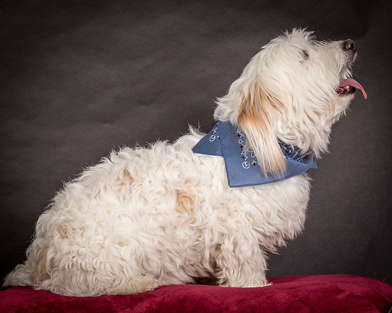 Foster Frosty-0549