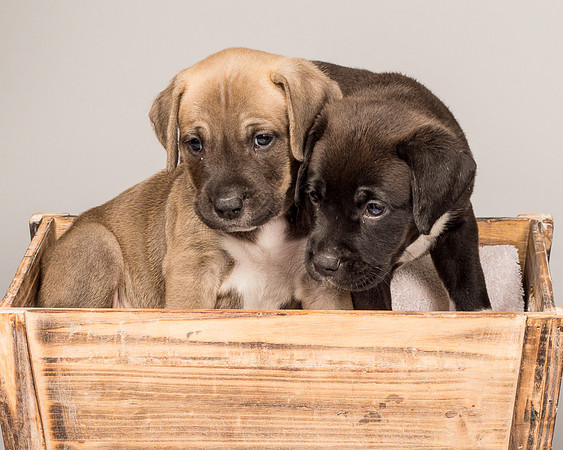 Fosters Pebbles and Gazoo-1860