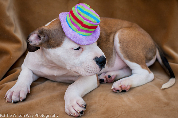 Foster Arlo-9390