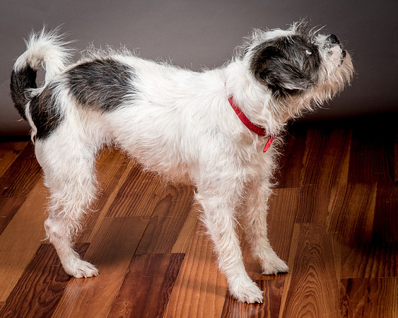 Foster Leeza-2805