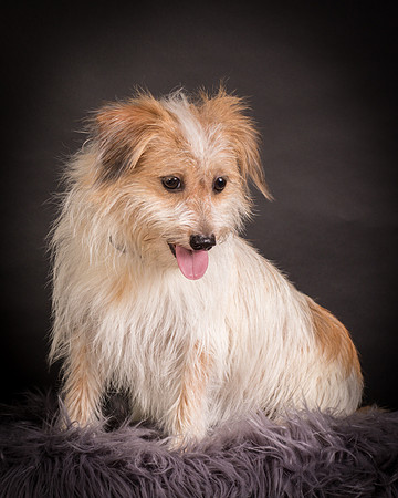 Foster Tiny-1225