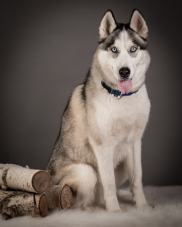 Foster Aspen-7668