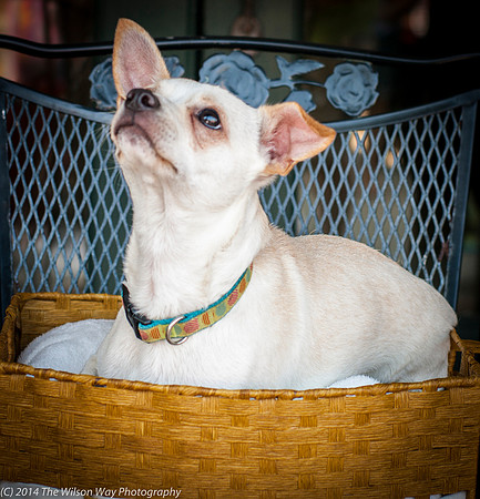 Foster Dyrdek-9337