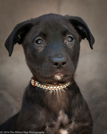 Foster Pokey-2427