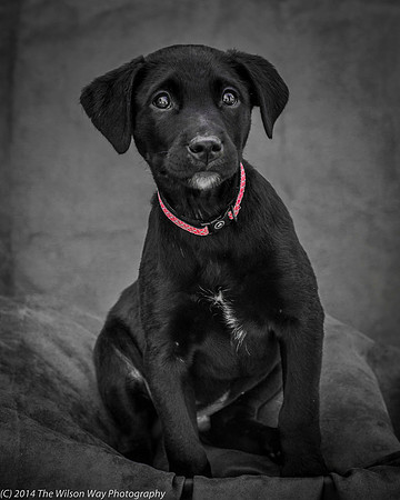 Foster Gumby-2382