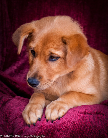 Foster Luna-9066