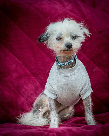Foster Freckles-5442