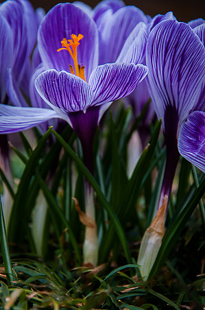 Crocus-0737