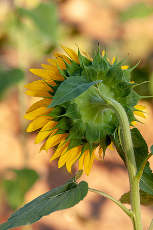 sunflowers-1913