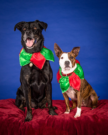 MacDonnell-Camden and Chloe-7168