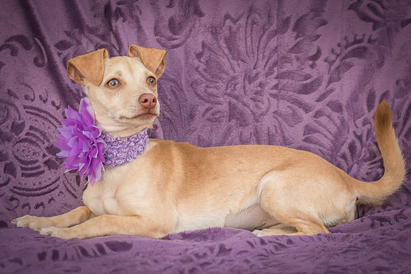 Foster Beatriz-7806