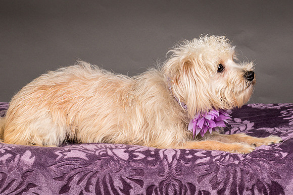 Foster Henrietta-8538