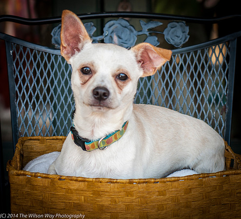Foster Dyrdek-9335