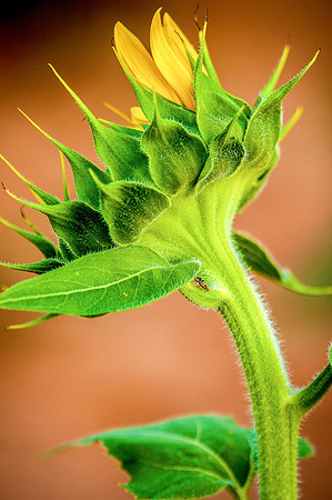 sunflowers-2079