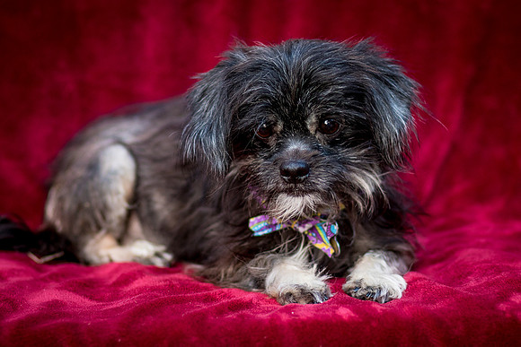 Foster Selene-2722