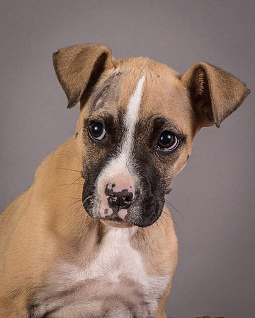 Foster Barnabas-4521