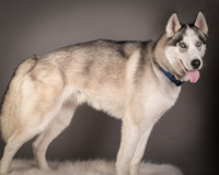 Foster Aspen-7609