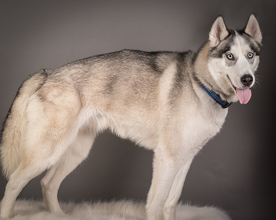 Foster Aspen-7609