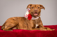 Foster Pumpkin-4651