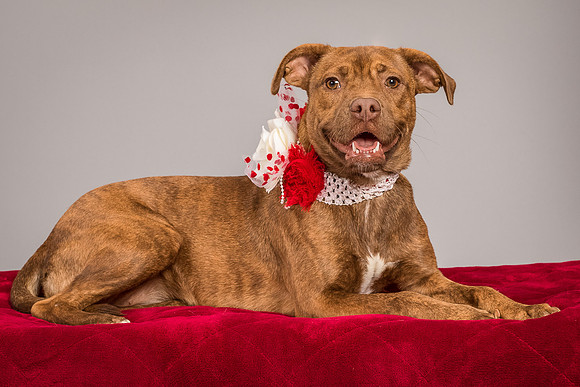 Foster Pumpkin-4651