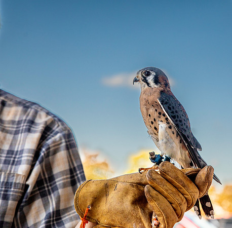 Animals-2684