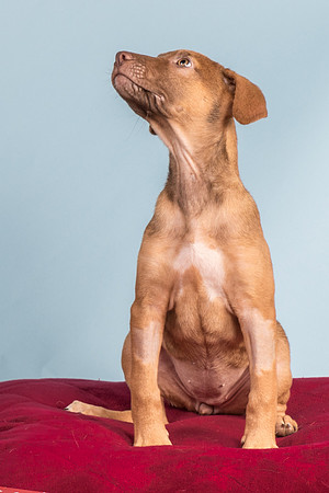 Foster Bronwyn-8378