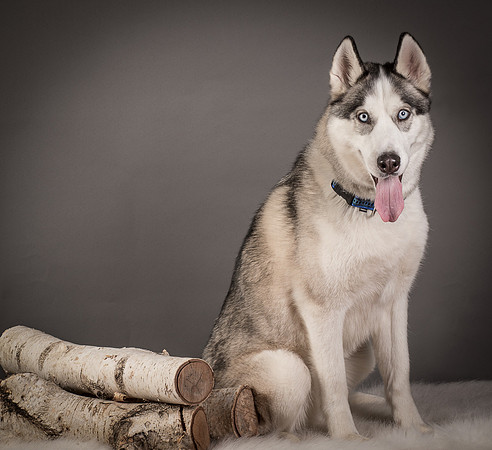 Foster Aspen-7661