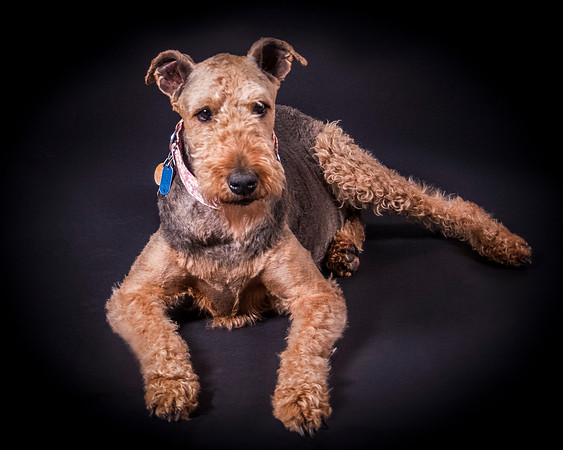Sammie-4945