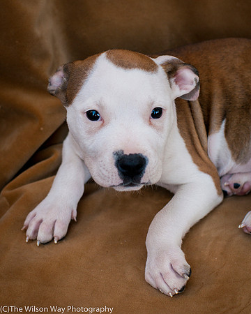 Foster Arlo-9339