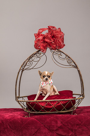 Foster Skippy-2244