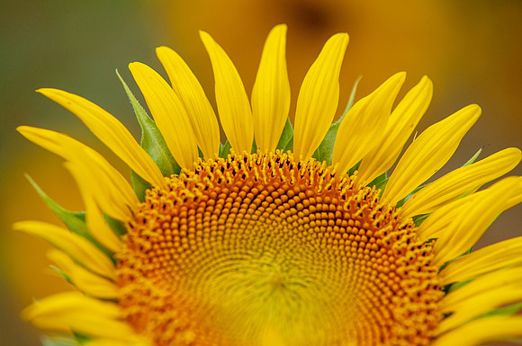 sunflowers-8789