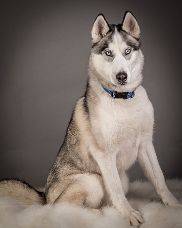 Foster Aspen-7646