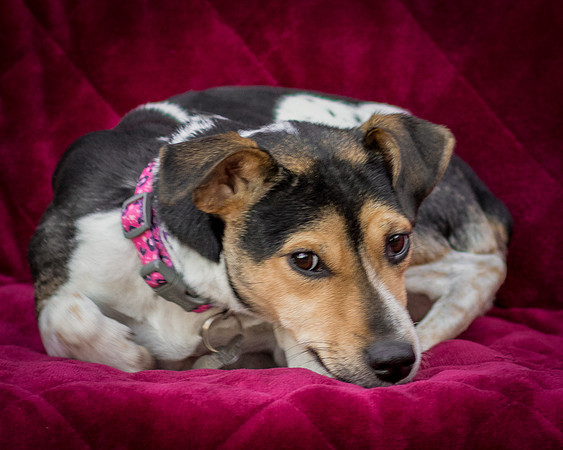 Foster Buffy-5584