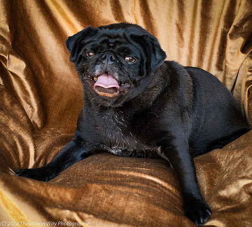 Foster Hotdog-8893
