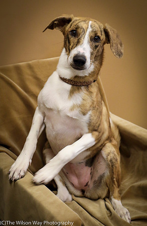 Foster Foofa-1103