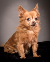 Foster Pancho-9445