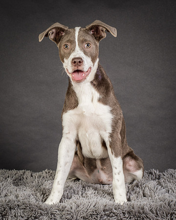 Foster Ari-8542