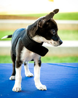 Foster Laila-9796